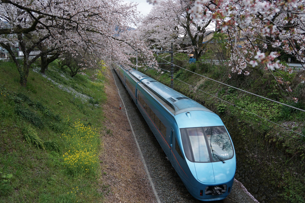 桜列車の名所