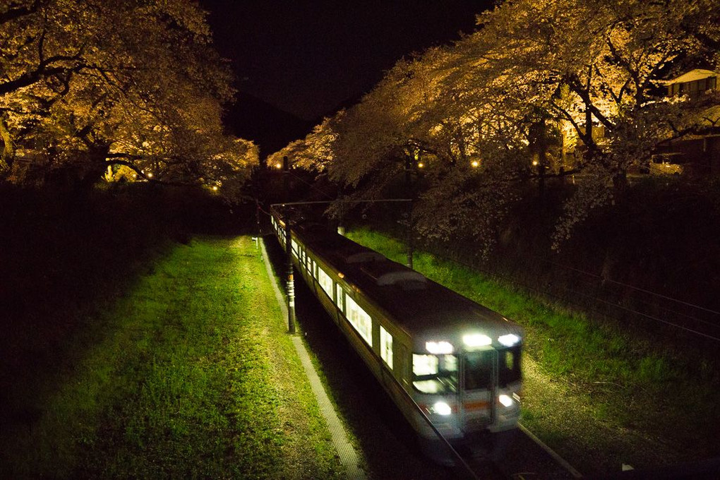 夜桜列車