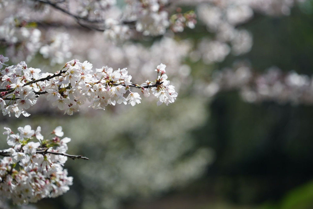 桜の花が咲く頃