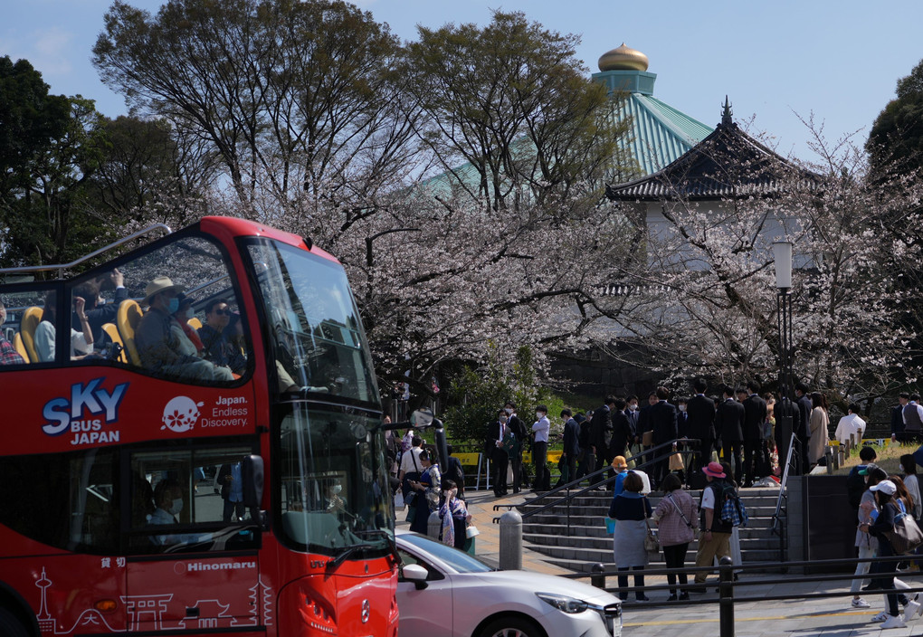 日本武道館と桜