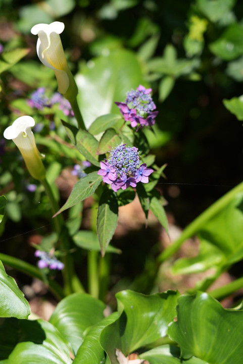 水田と紫陽花