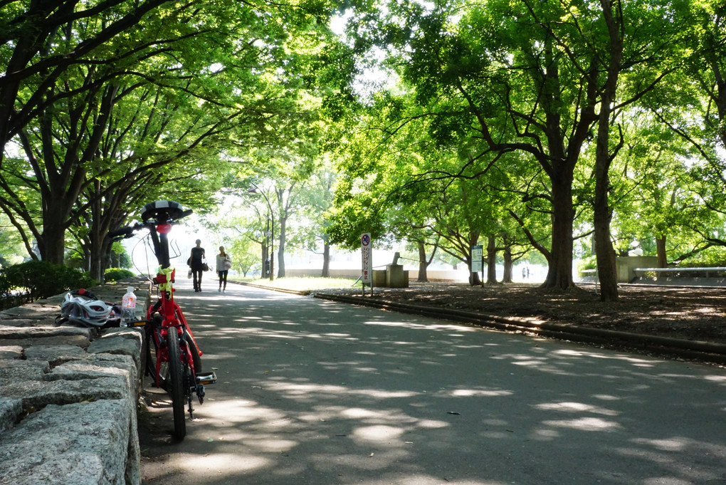 真夏の駒沢オリンピック公園