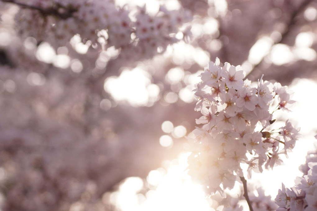 桜、照る