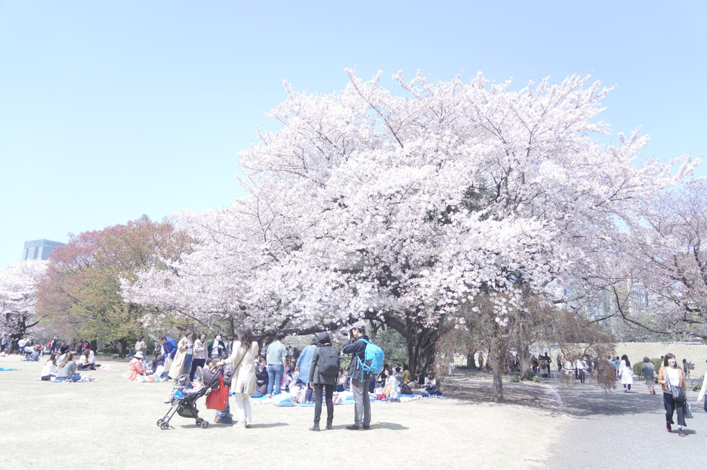 新宿御苑春爛漫