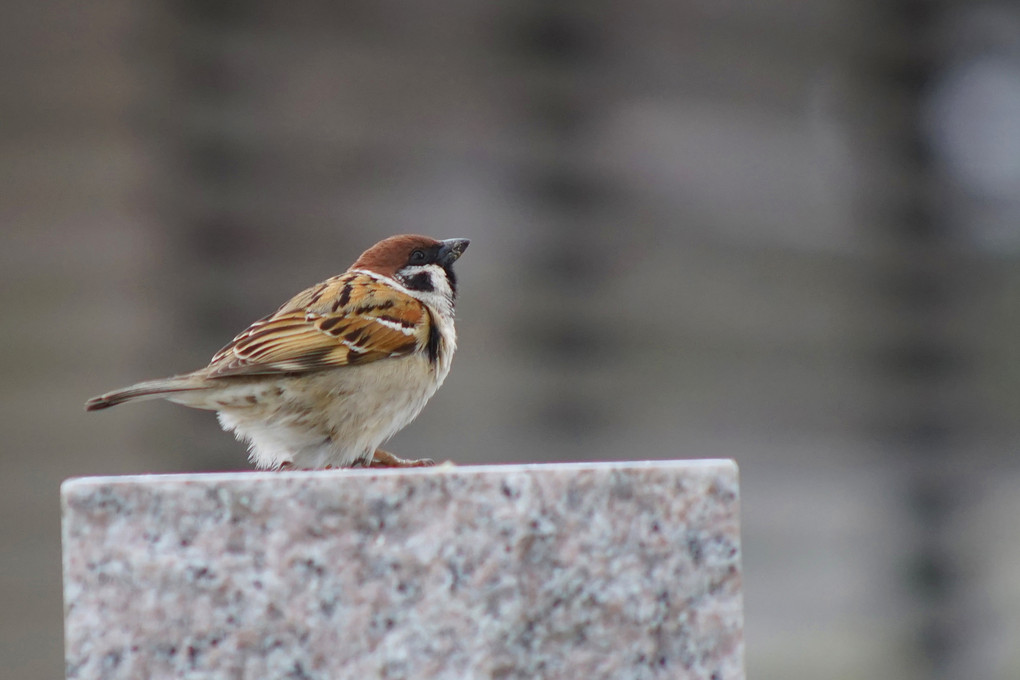 街の鳥たち