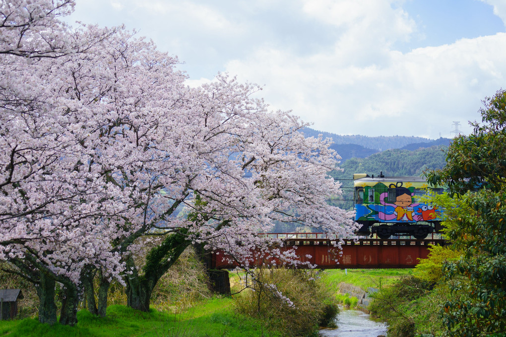 ローカル線の桜