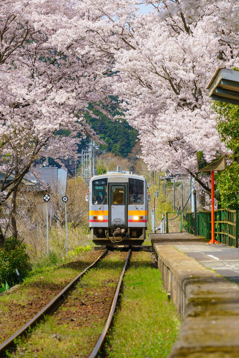 2019桜と鉄道