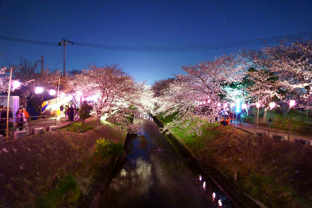 夜桜in海老川