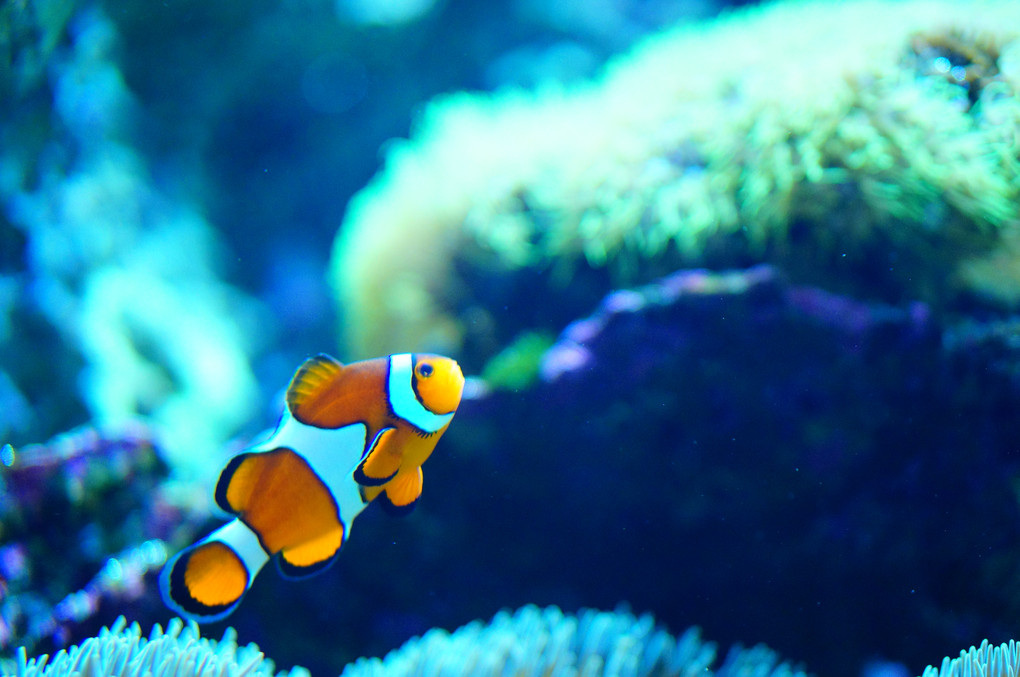 水族館にて