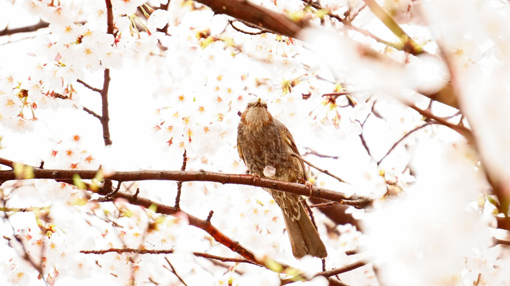 桜と鳥、雨天