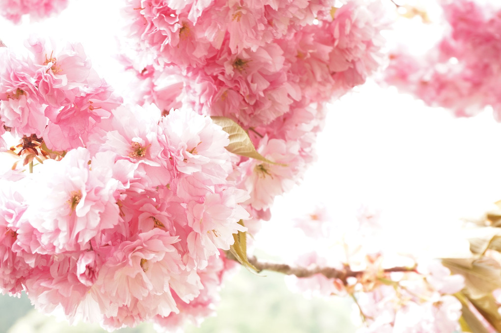 遅めの八重桜
