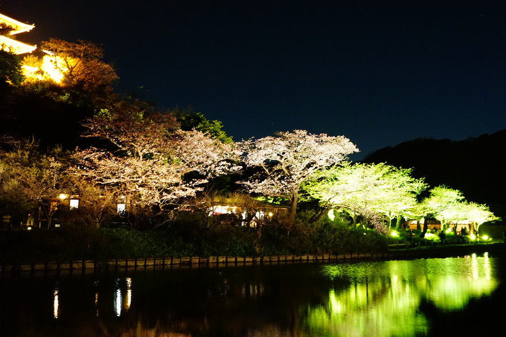 夜桜・横浜　三渓園