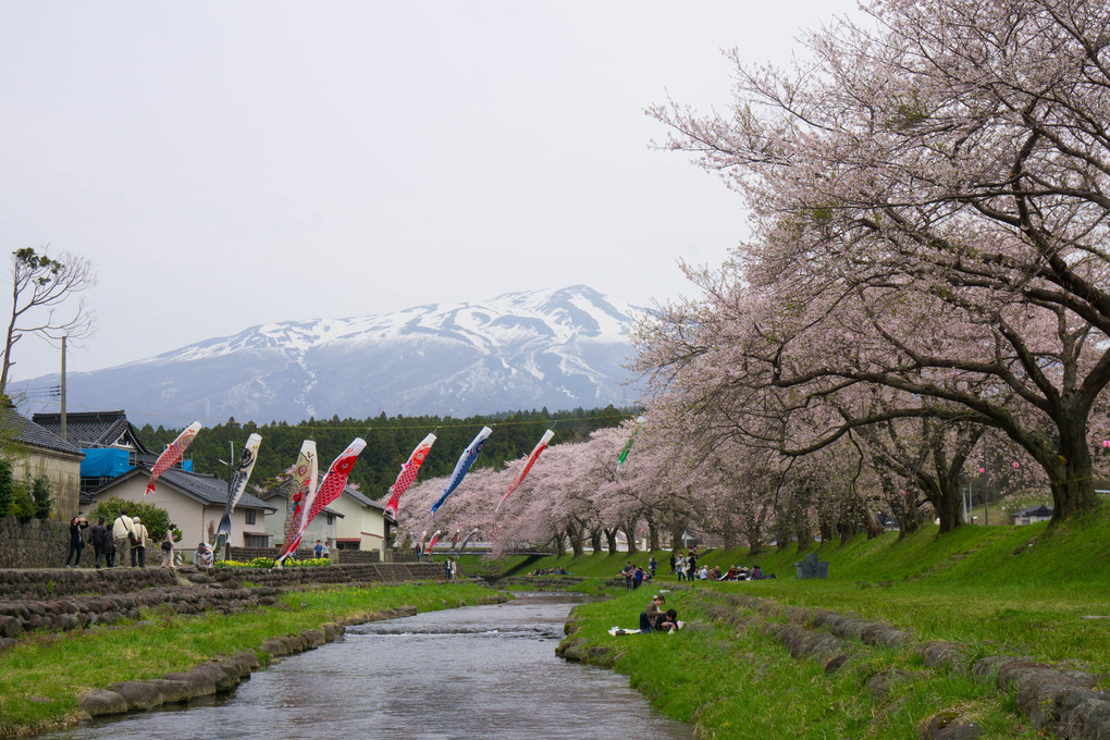 桜の札所 and others