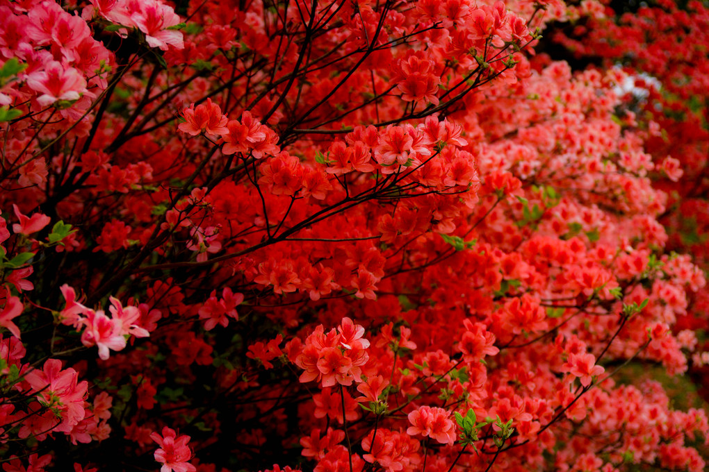 GWは花盛り