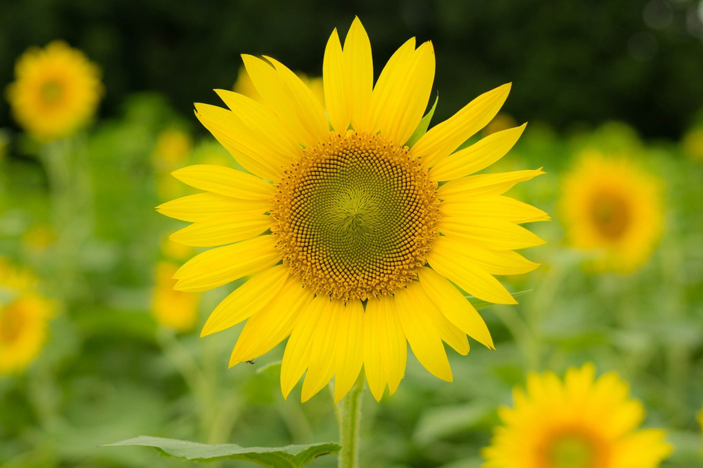 Flower such as the sun