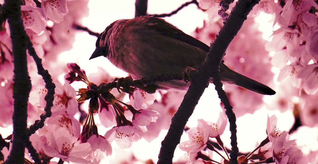 桜に咲く小鳥