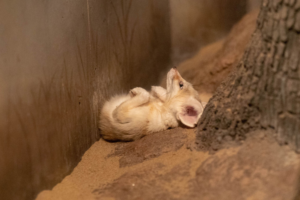 フェネックちゃんにリベンジ