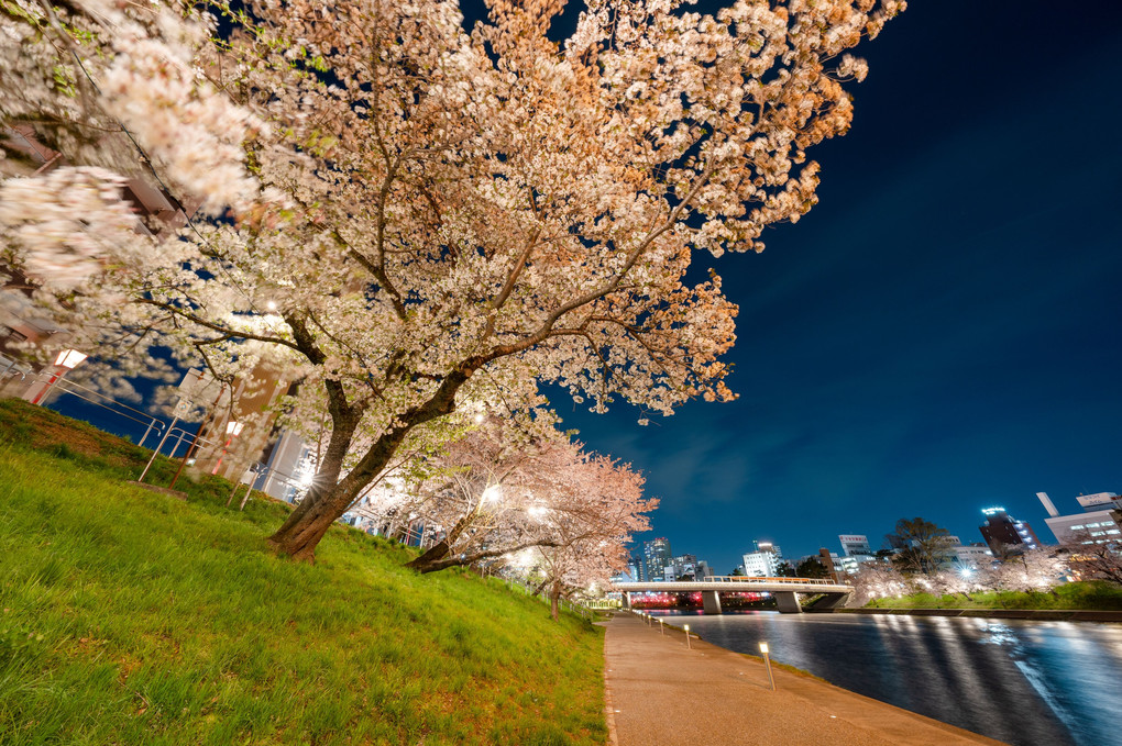岡崎公園　夜桜ライトアップ　その１