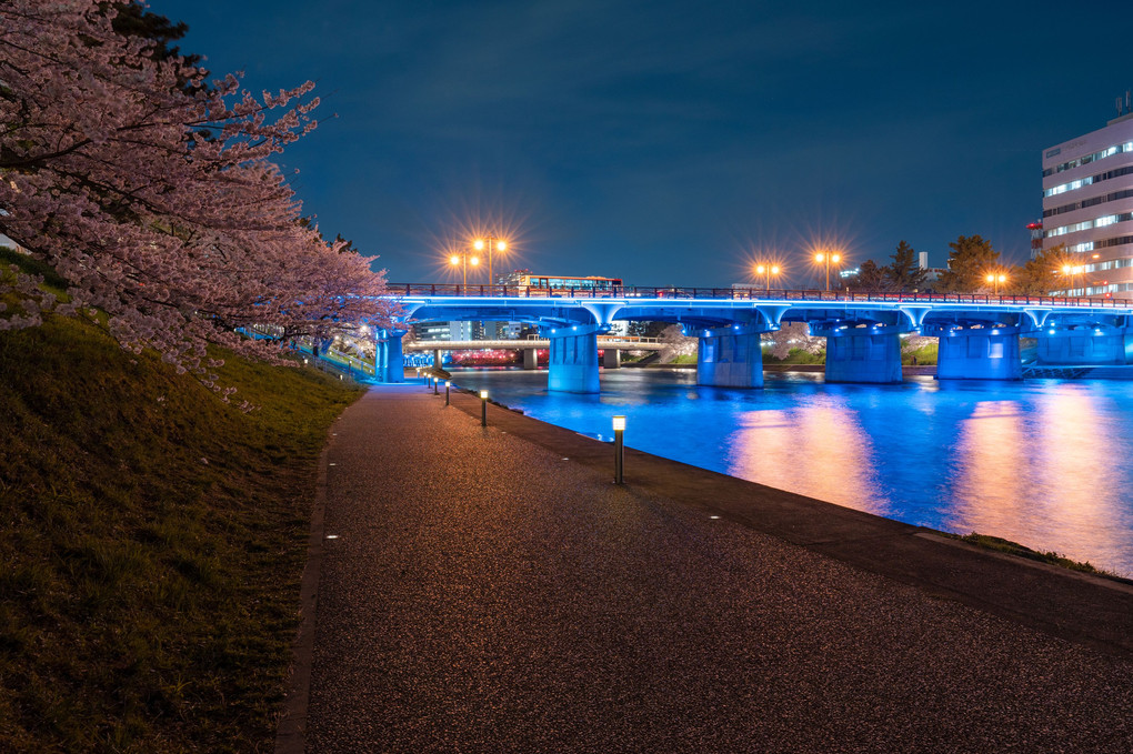 岡崎公園　夜桜ライトアップ　その１