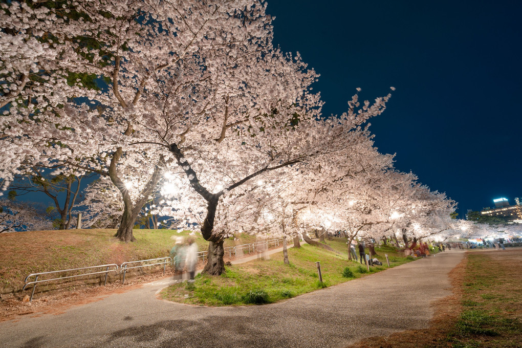 岡崎公園　夜桜ライトアップ　その２