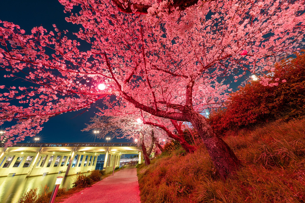 岡崎公園　夜桜ライトアップ　その２