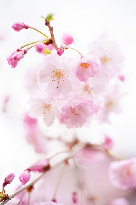 桜①