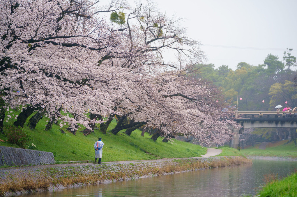 岡崎の桜まつり2023