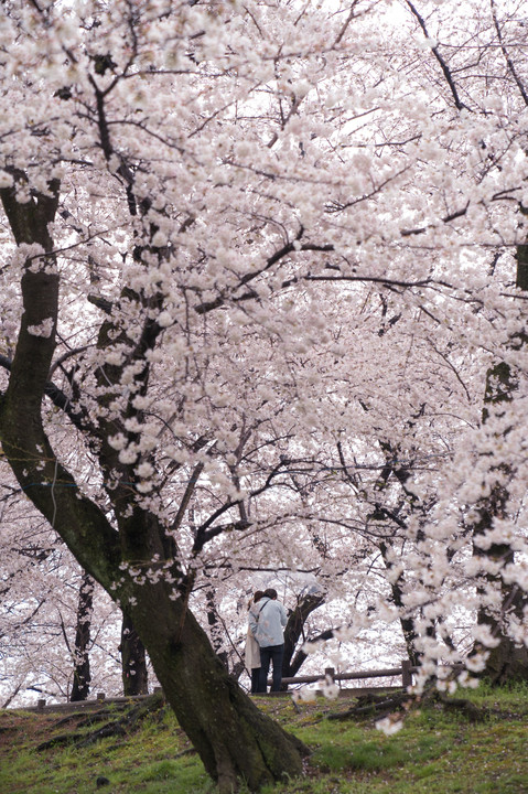 岡崎の桜まつり2023