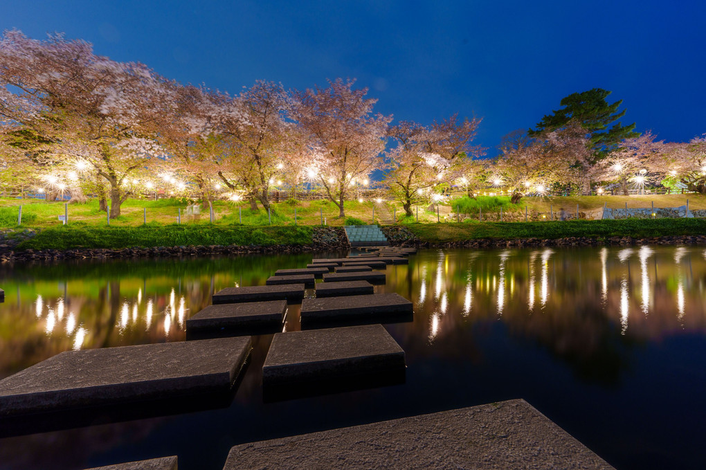岡崎公園　桜ライトアップ　最終日
