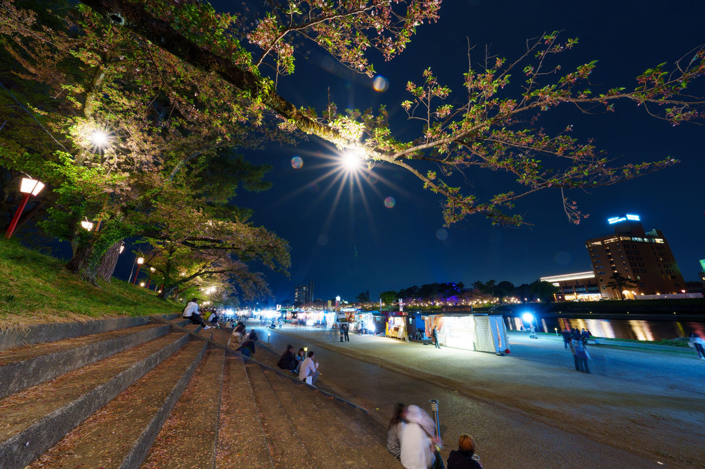 岡崎公園　桜ライトアップ　最終日