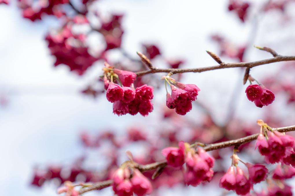 長徳寺の桜