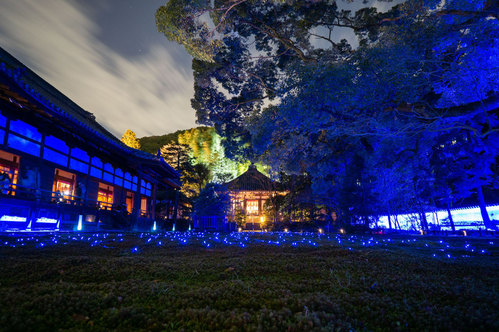 青蓮院 ～夜の特別拝観～