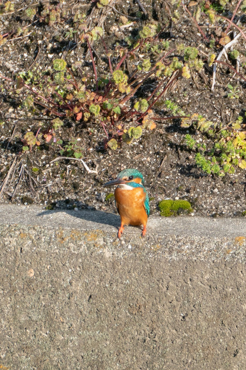 ついに…念願のカワセミ