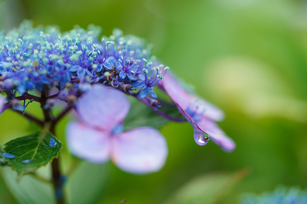 しっとり紫陽花 ①