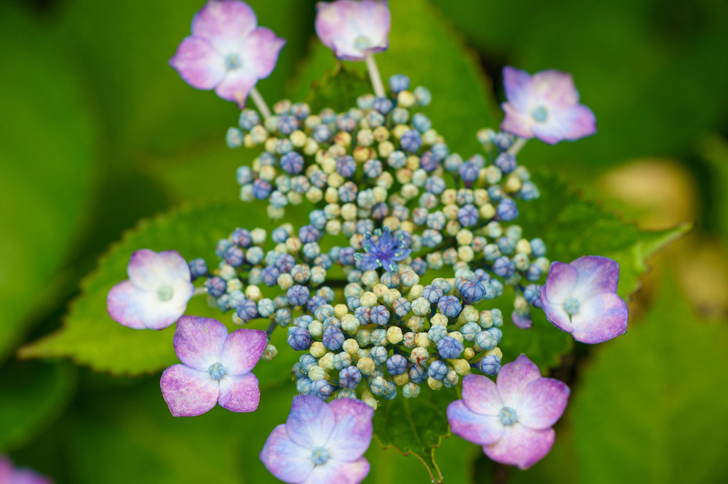 しっとり紫陽花 ④