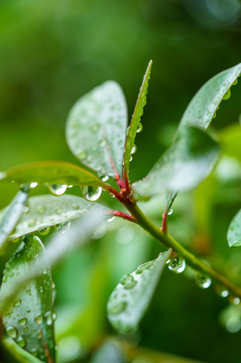 小雨の中の発見 ②