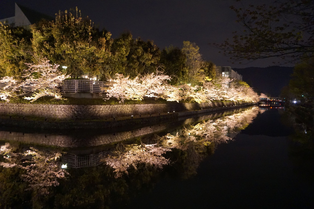 京都　岡崎疎水の桜