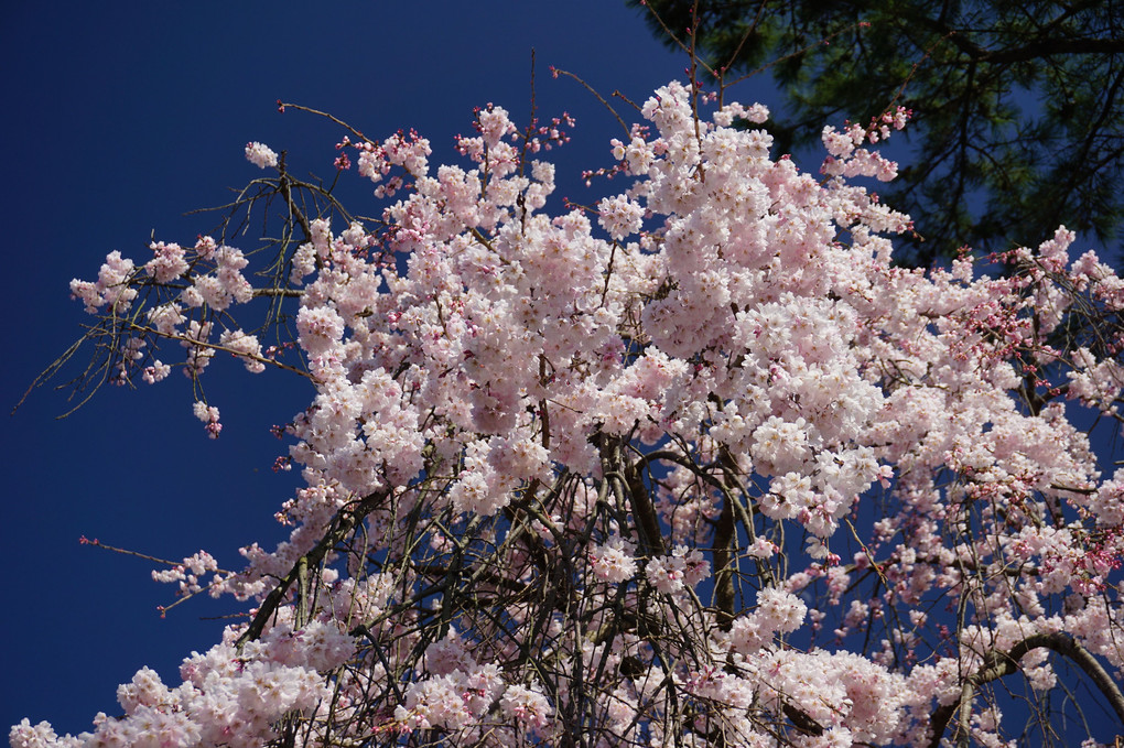 宇治の縣神社の桜