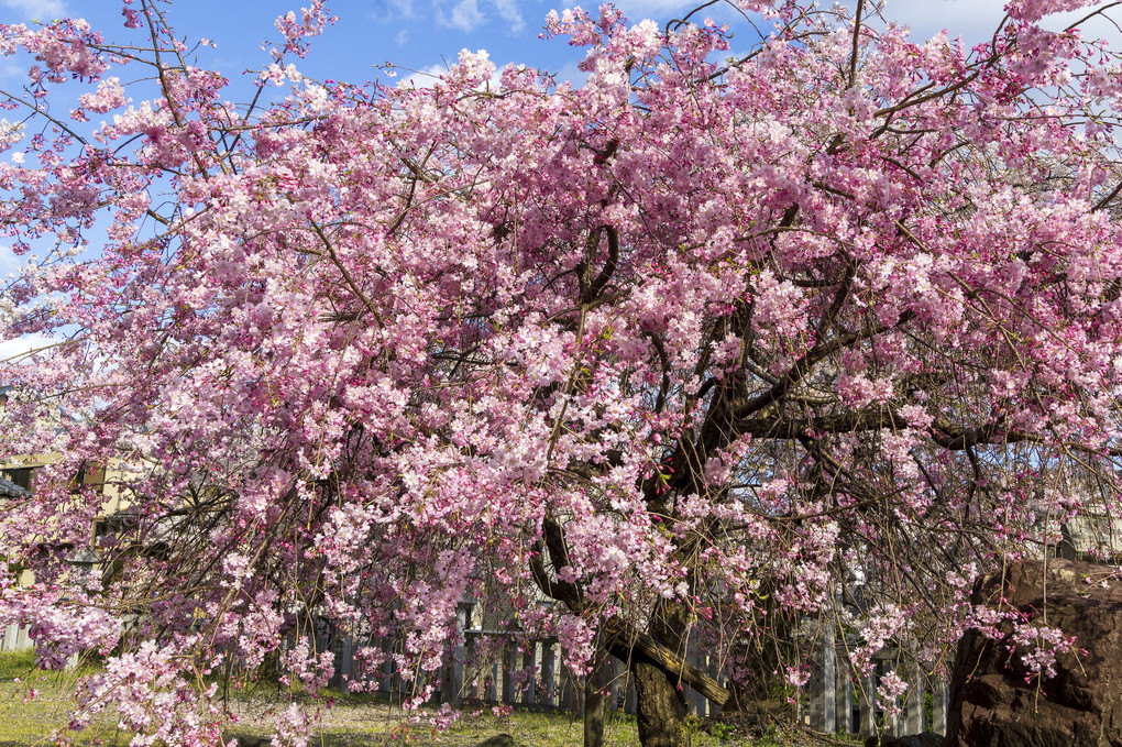 今年も近所の神社の桜