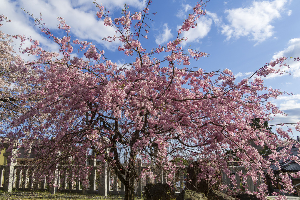 今年も近所の神社の桜