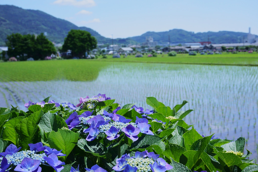 開成町の紫陽花は青空と共に