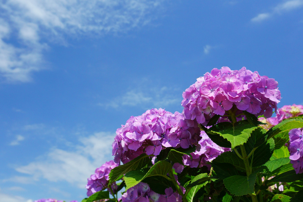 開成町の紫陽花は青空と共に