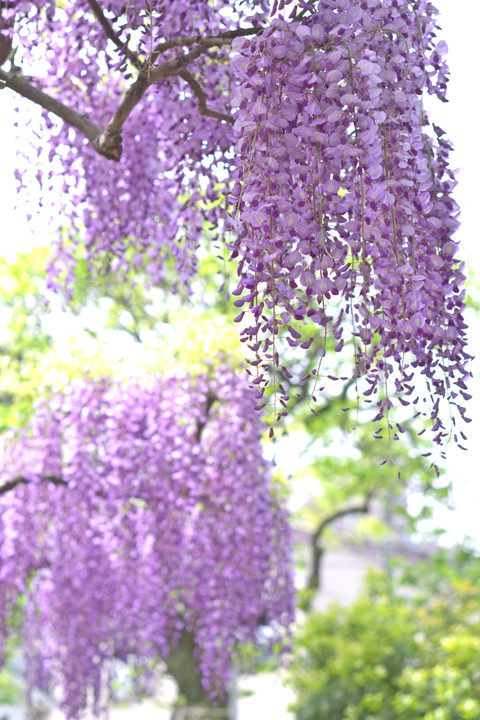 日本の美 紫の美