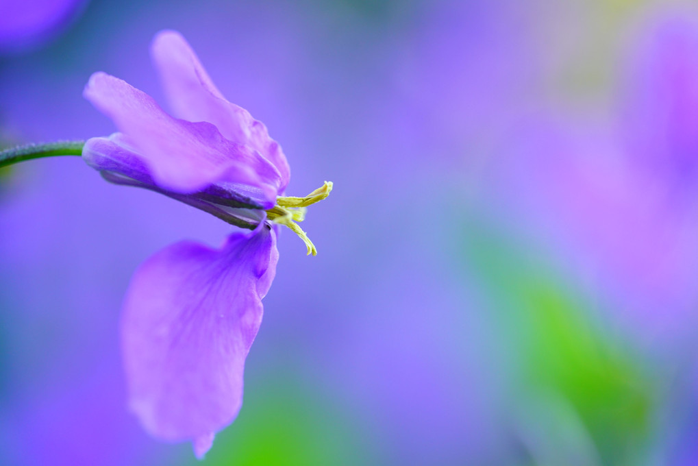大紫羅欄花(オオアラセイトウ)