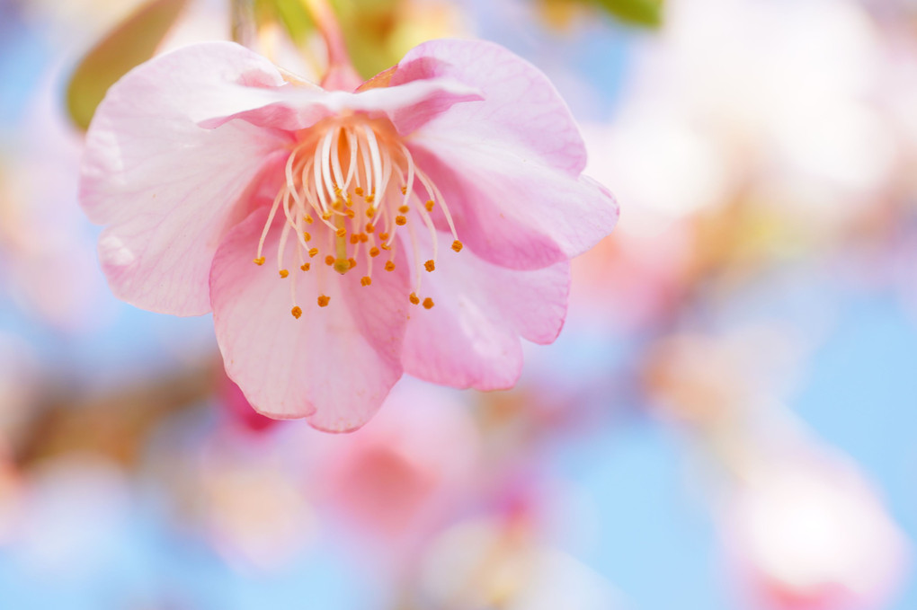 桜開花