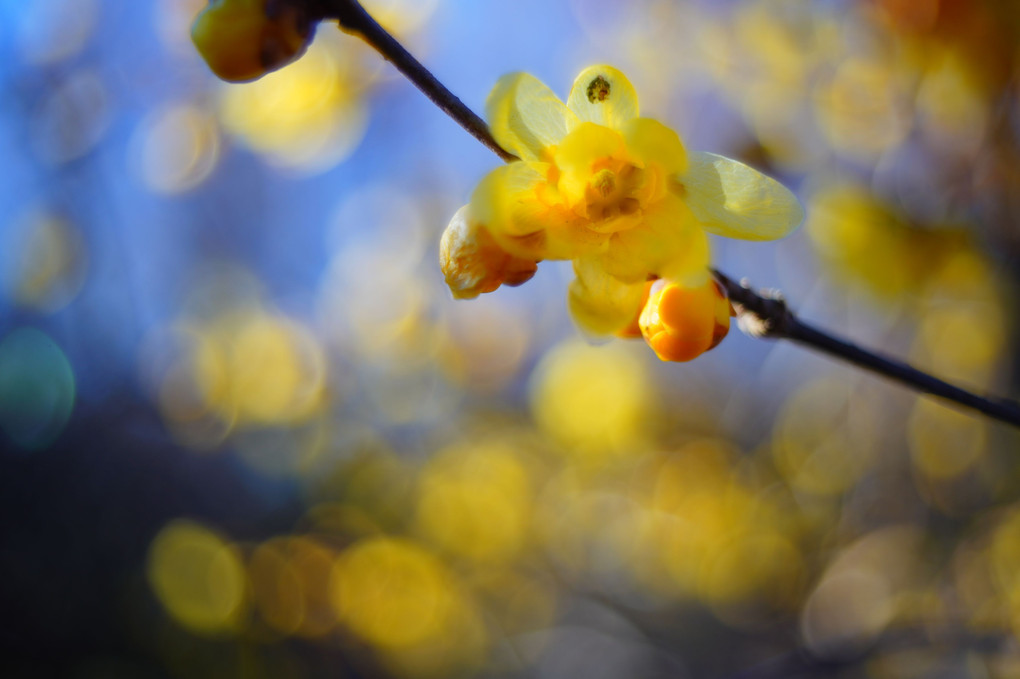 冬の花（３枚）