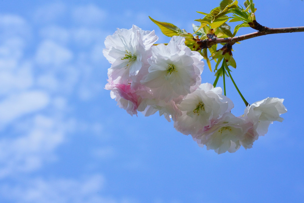 松月桜（２枚）