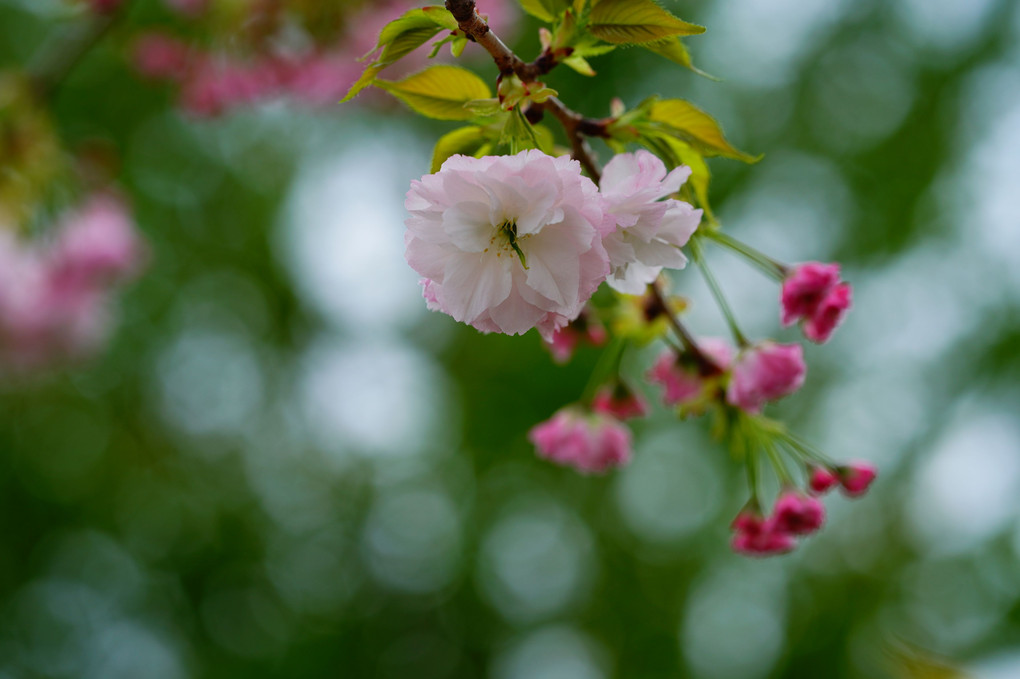 松月桜（２枚）