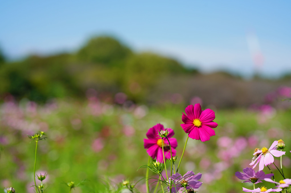 秋の香り(3枚)