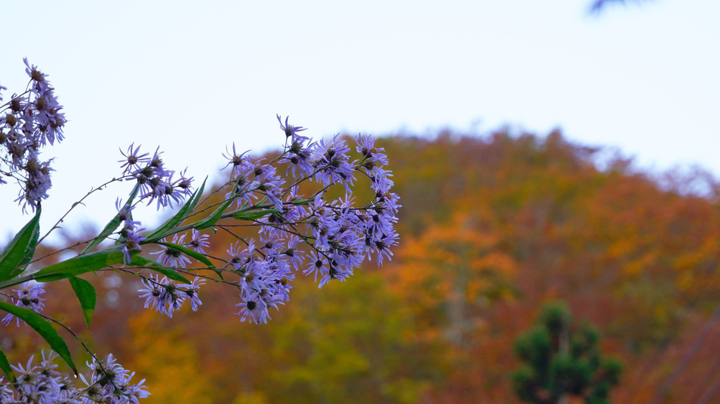 紅葉に掛かる橋（３枚）